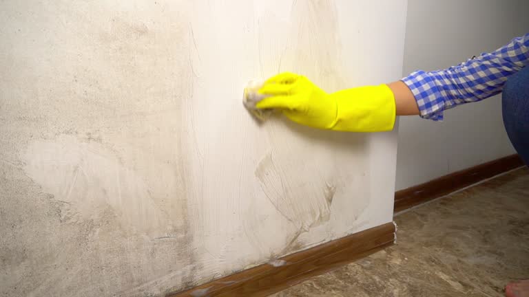 Trusted Buda, TX Mold Removal Experts